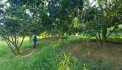 Bán mảnh đất xã Tràng Lương 30000m trồng cây lâu năm mặt đường Tâm linh Ngọa Vân Yên Tử Nhỉnh 1 tỷ